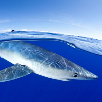 Hai-Paradies Azoren: Der Archipel ist ein Top-Ziel für Taucher.