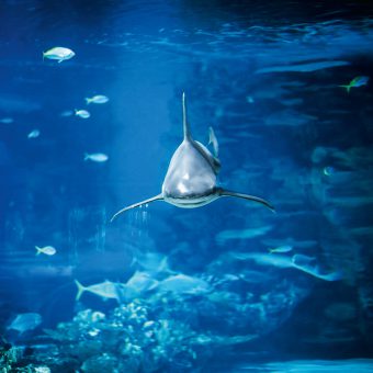 Hai-Aquarium in Pfungstadt: Die Projektplaner haben den Ort als neuen Standort auserkoren.