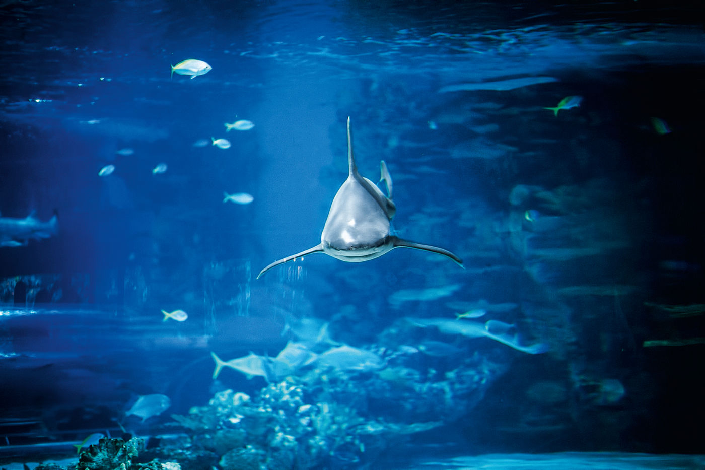 Hai-Aquarium in Pfungstadt: Die Projektplaner haben den Ort als neuen Standort auserkoren.
