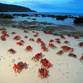 Krabbenwanderung auf Christmas-Island.