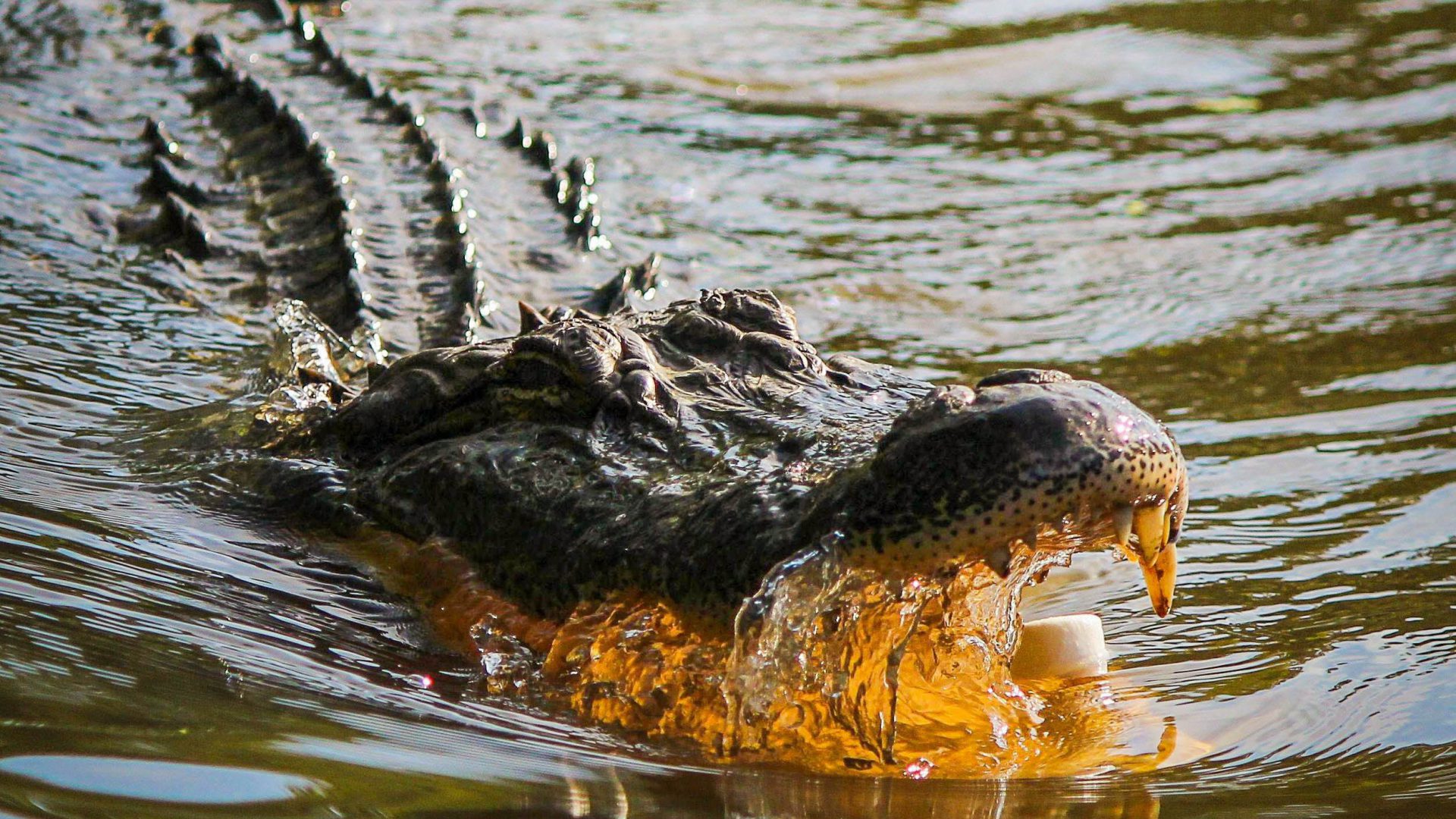 Der Tauchreiseveranstalter Extratours veranstaltet ein spannendes Event zum Thema "Krokodile und Haie" (Symbolbild Alligator).
