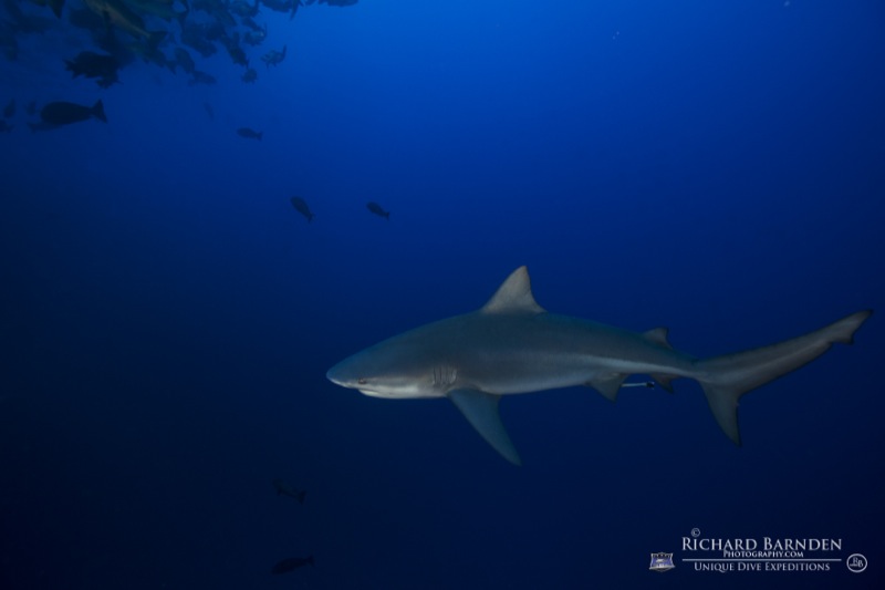 Die kleineren Fische locken auch die größeren Jäger der Meere. Foto: Richard Barnden