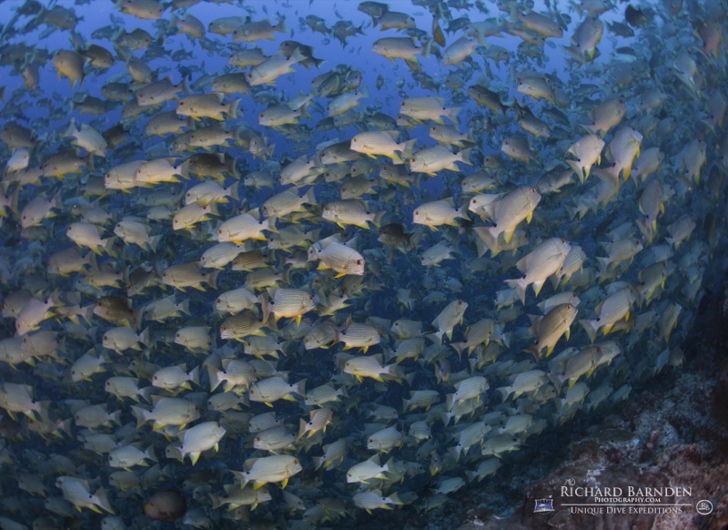 "Fischsuppe": Auf der Tour können Taucher einzigartige Tauchplätze entdecken! Foto: Richard Barnden