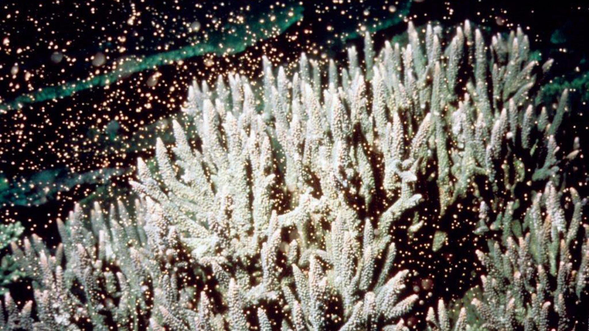 Korallen die ihre Geschlechtszellen abstoßen