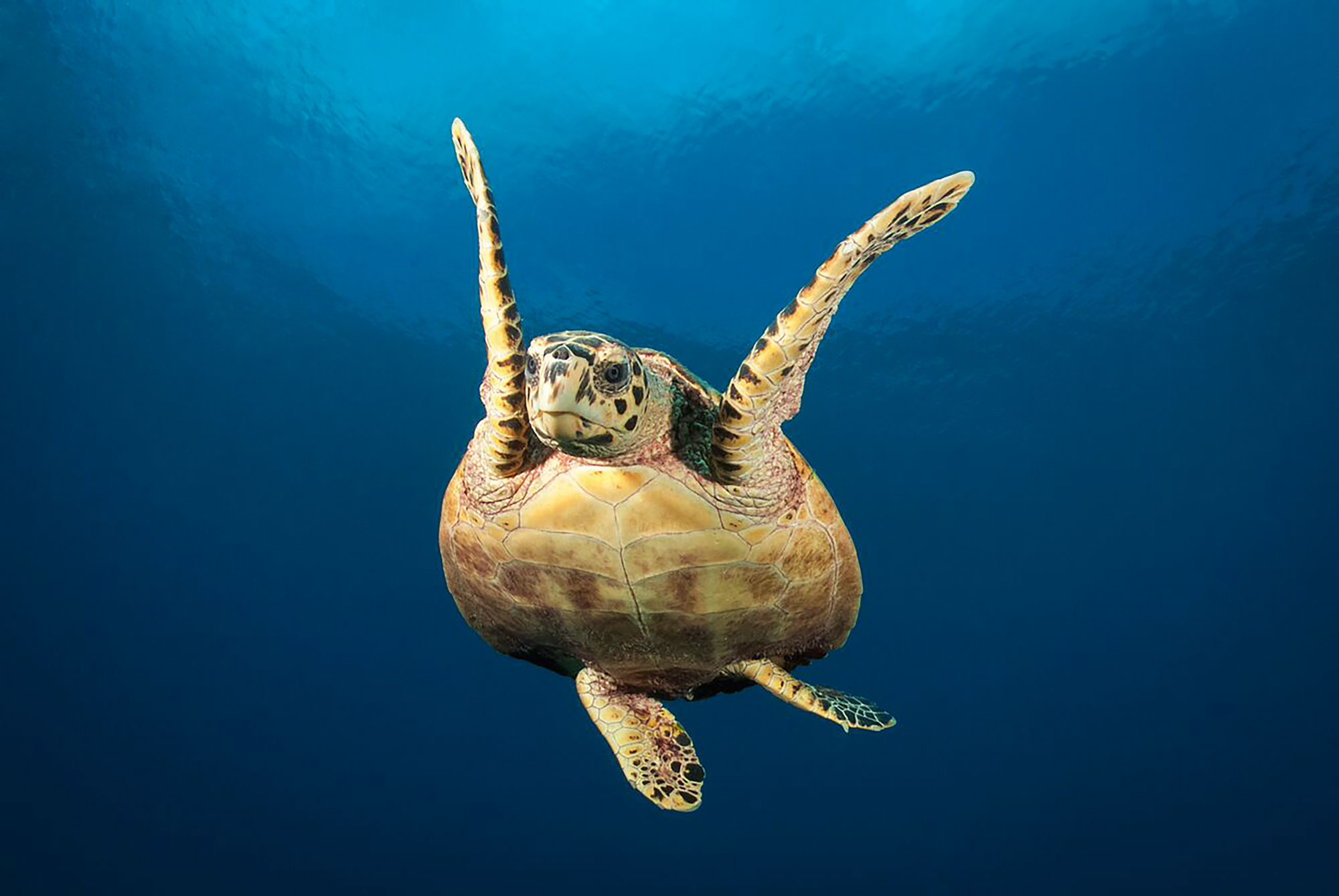 Schwimmende Schildkröte