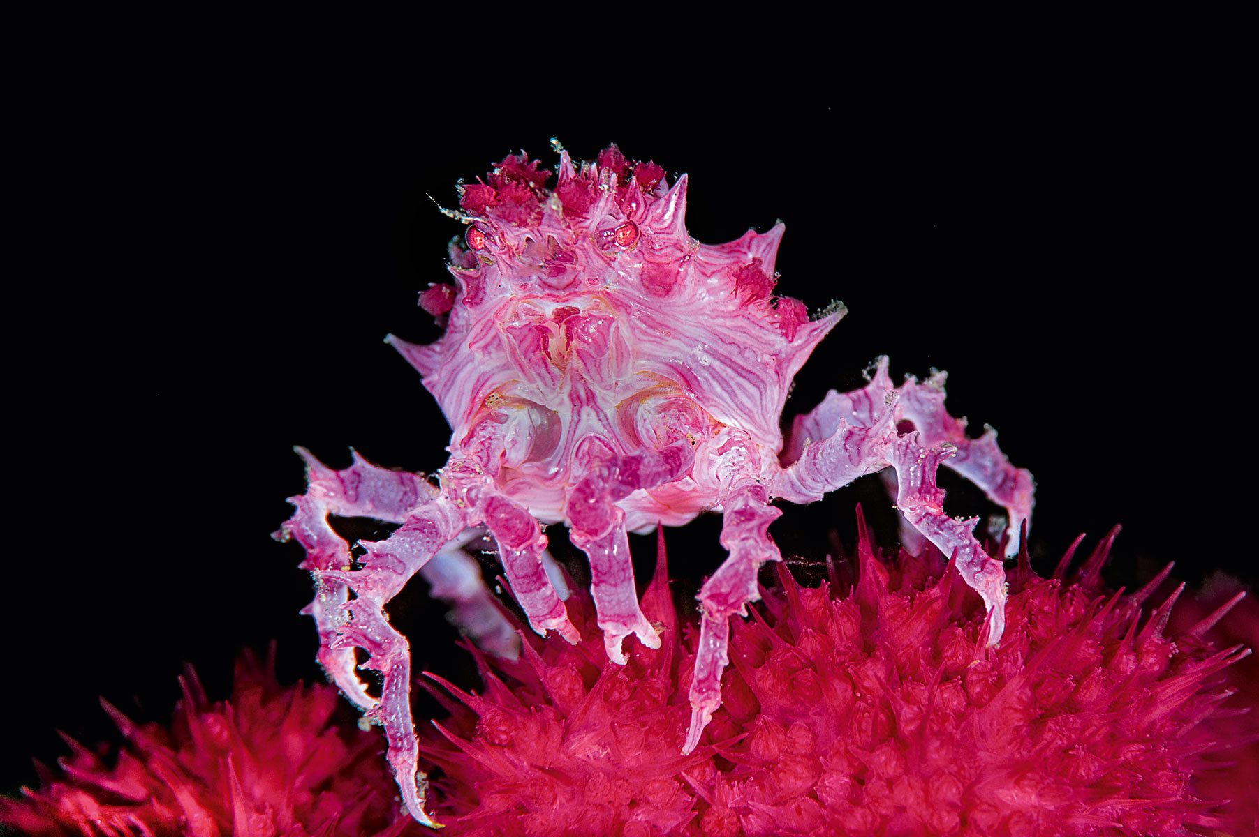 Aliens der Meere - das sind die zehn besten Critter-Tauchplätze 