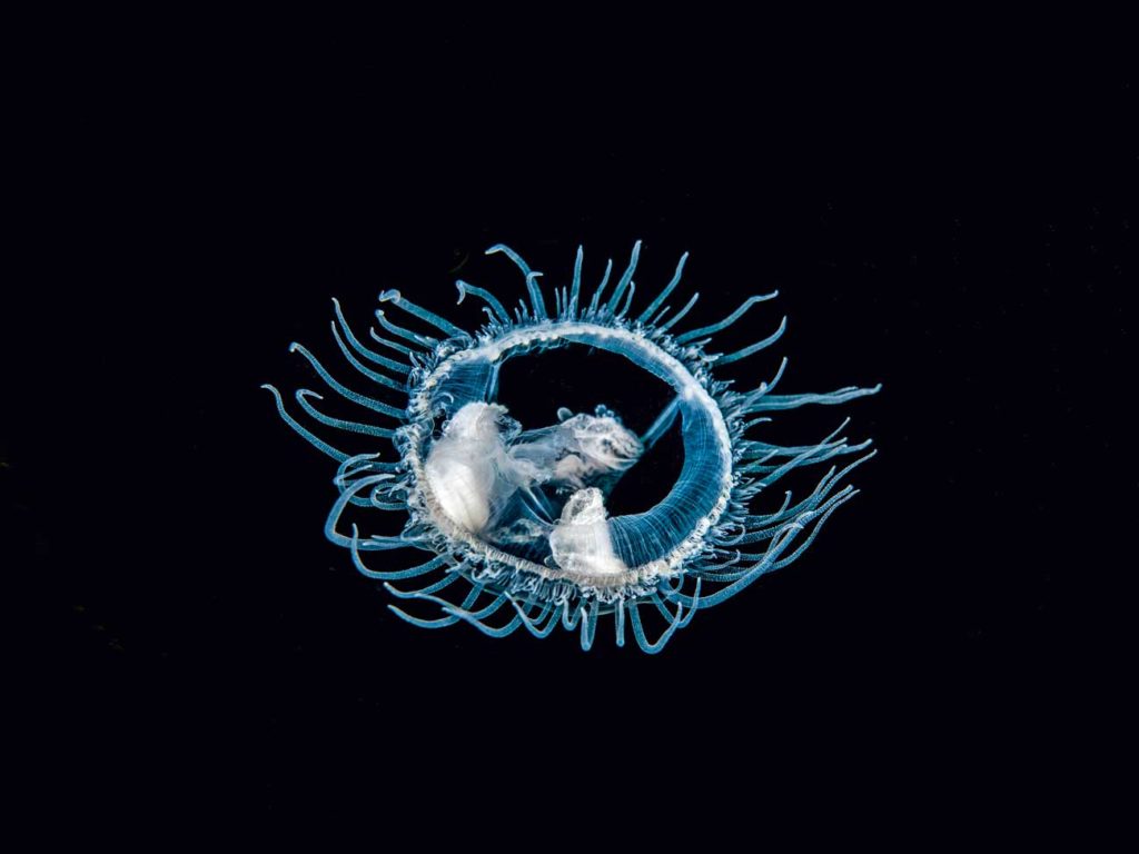 Süßwasserquallen sind harmlose Neobita. In mitteleuropäischen Gewässern leben sie seit Jahrzehnten, haben die Fauna aber nicht gefährdet. Foto: H. Frei