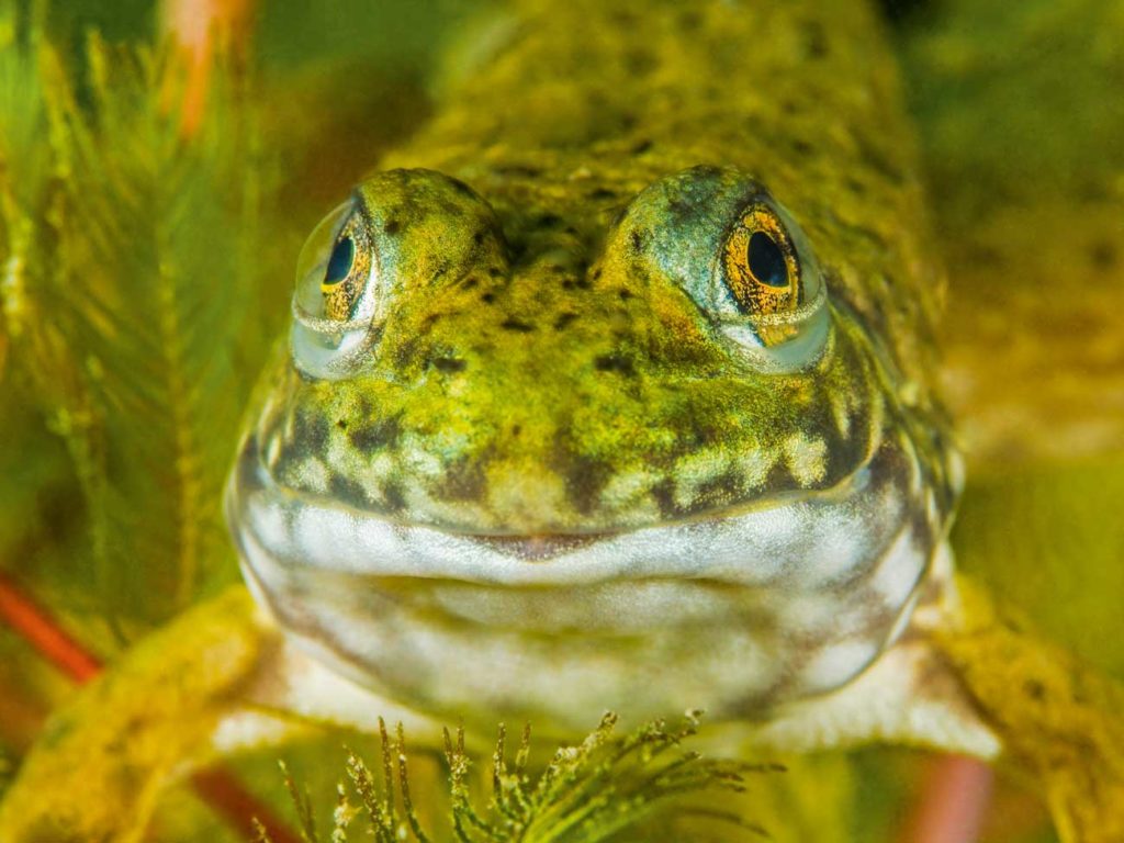 Grefräßig bis zum Abwinken: Nordamerikanische Ochsenfrösche werden bis zu 20 Zentimeter groß und vertilgen alles, was sie überwältigen können. Foto: H. Frei
