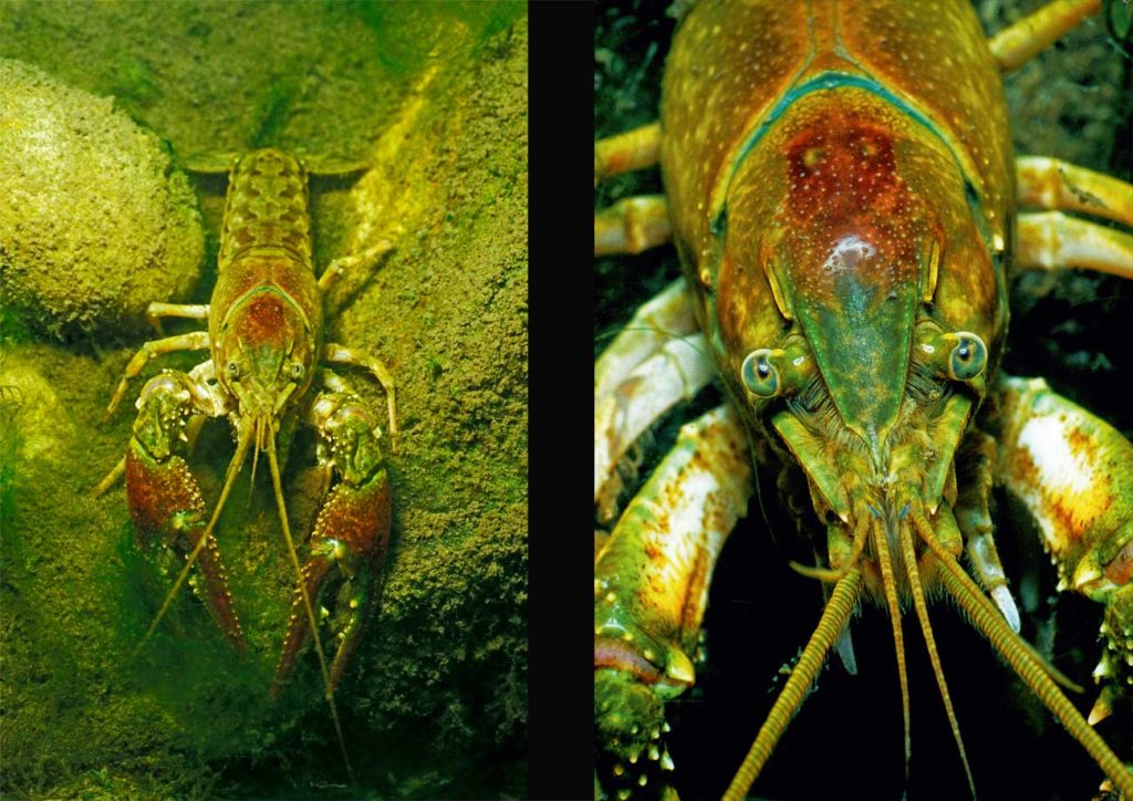 Wenn Kaliko-Krebse in Gewässer eindringen, in denen keine Fische leben, hinterlassen sie eine Wüste Gobi. Foto: H. Frei