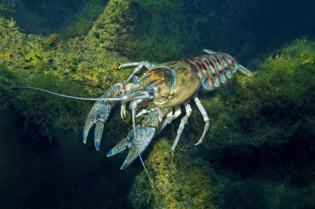 Der aus den USA stammende Kamberkrebs ist der Hauptverursacher der Krebspest, weil er bei uns am häufigsten vorkommt. Foto: H. Frei