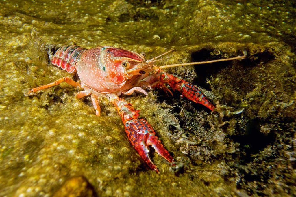Der Louisiana-Flusskrebs ist extrem fruchtbar, überträgt ebenfalls die Krebspest und gefährdet die heimischen Krebsbestände. Foto: H. Frei