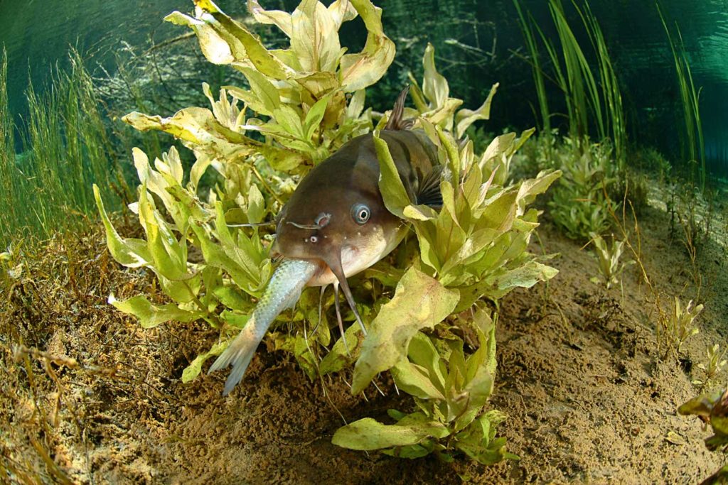 Der aus den USA stammende Katzenwels ist weder bei Naturschützern noch bei Anglern beliebt. Foto: H. Frei