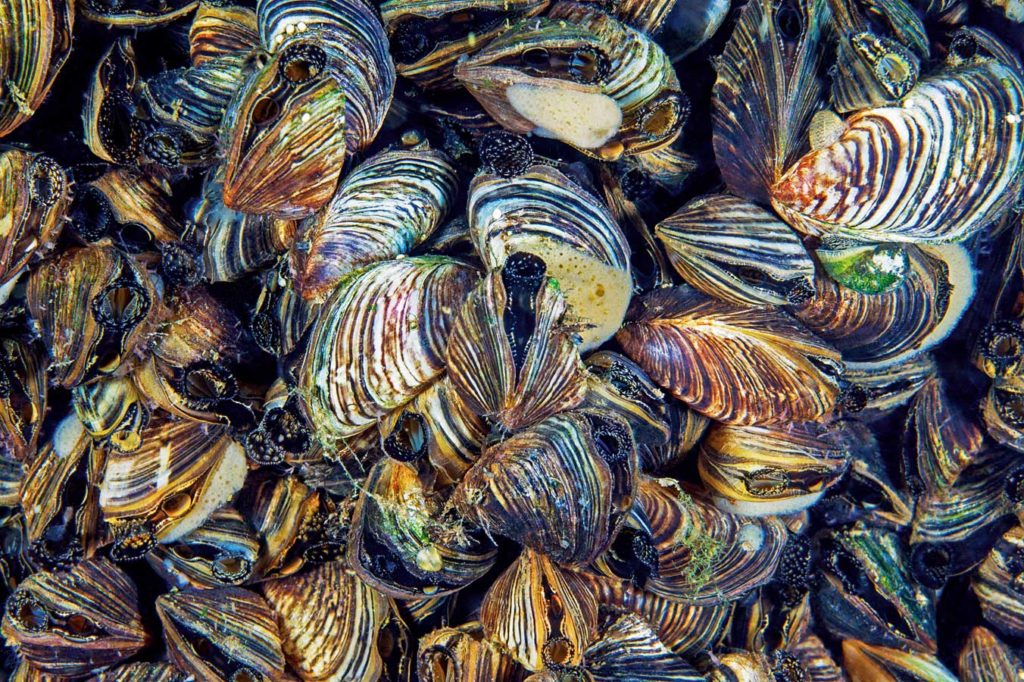 Dreikantmuscheln überwuchern alles. Sie verschließen in den Binnenhäfen die Ansaugrohre von Löschwasserleitungen. Foto: H. Frei