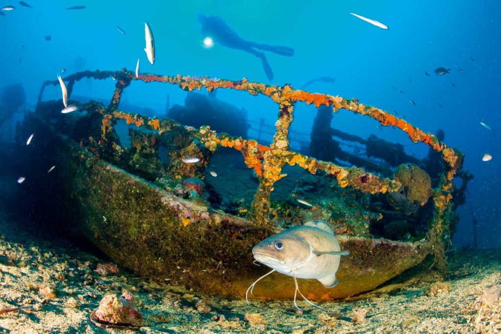 Die "Teti" wird von vielen Fischen bevölkert. Im Vordergrund schwimmt ein Conger-Aal. Foto: F. Banfi