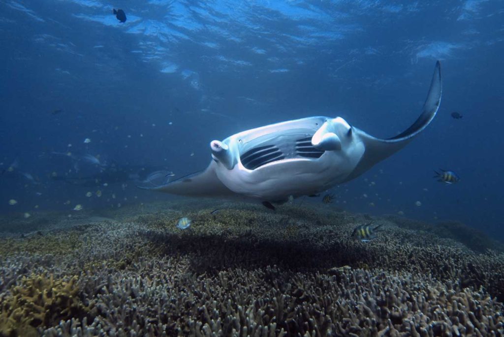 Die vielen Mantas haben Yap berühmt gemacht. Zusammen mit zwei Naturschutzorganisationen wird eine große Datenbank geführt. Foto: D. Brinckmann