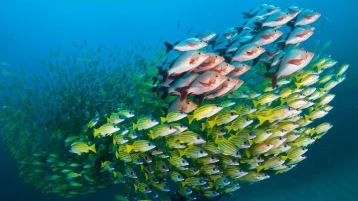Die Sinnfrage: Fische nutzen zur Organisation im Schwarm sowohl ihren Sehsinn als auch das Seitenlinienorgan. Welcher Sinn überwiegt, scheint von Art zu Art verschieden. Foto: Martin Strmiska.