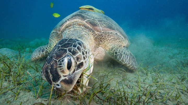 Obligat: Die Seegraswiese von Abu Dabab hat sich erholt und ist wieder Heimstatt für Schildkröten, Dugongs und Gitarrenrochen.