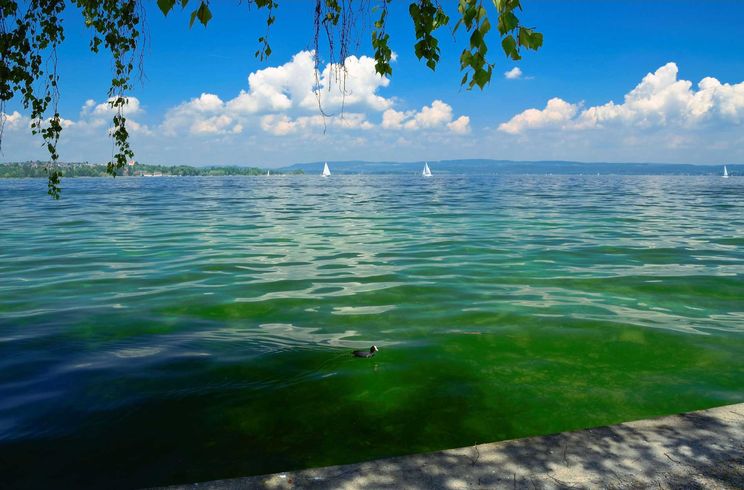Tauchen im Bodensee Tauchen im Bodensee