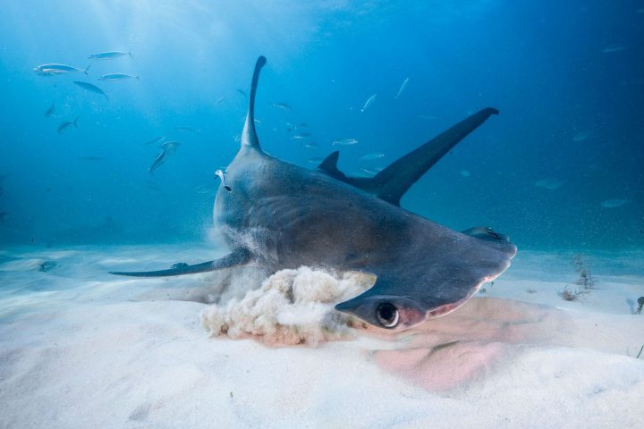Mit Hilfe der Lorenzinischen Ampullen können Haie auch im Sand verborgene Beute orten.