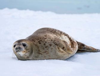 Antarktische Meeres-Ökosysteme brauchen lokalen & globalen Schutz 
