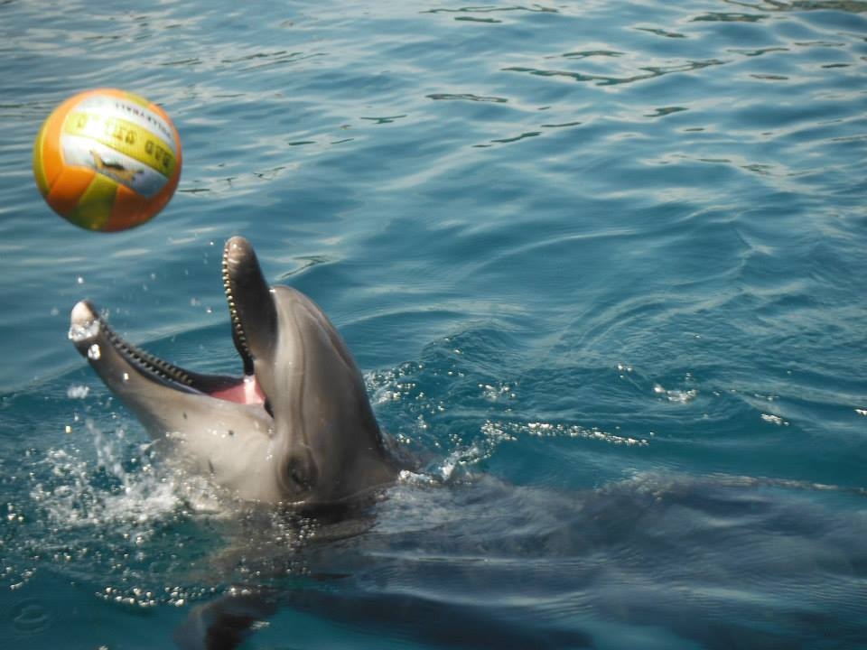 Delfin-Therapien schaden den Tieren. Ihr Sinn ist zweifelhaft. Dieses Tier hat eine verletzten Mund.