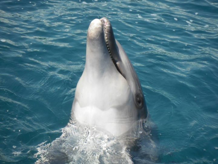 Delfin-Therapien sind purer Stress für die Tiere. Ihr Nutzen ist mehr als fraglich.
