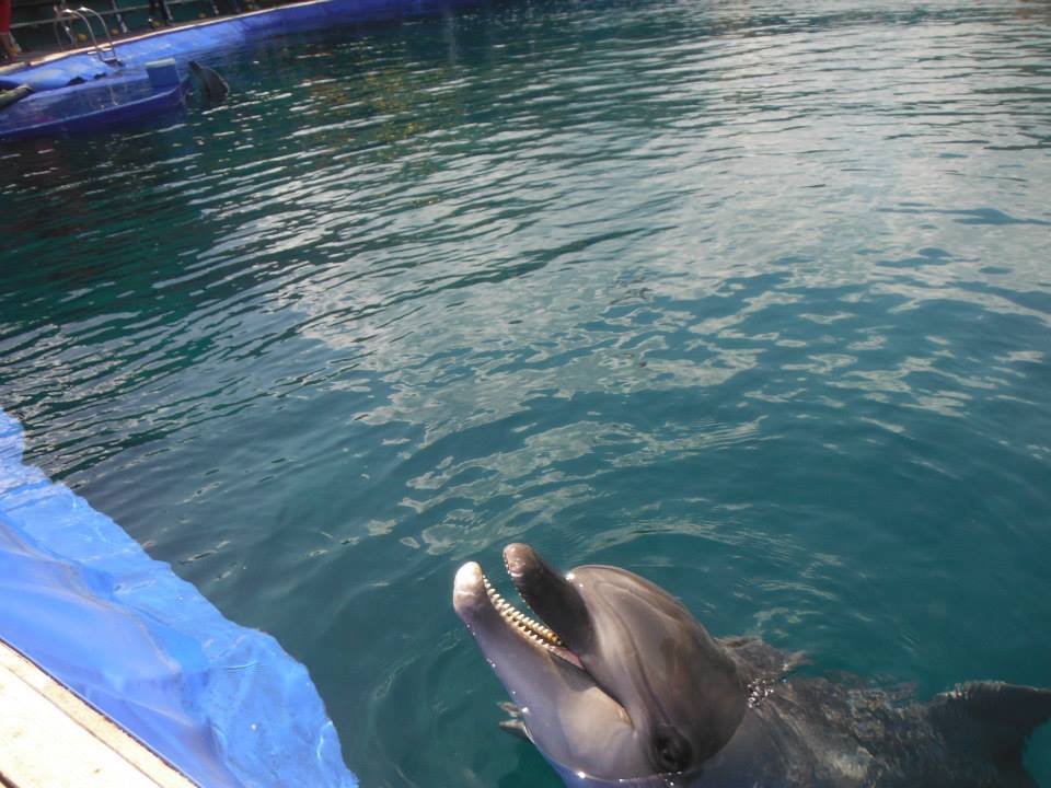 Delfin Therapien