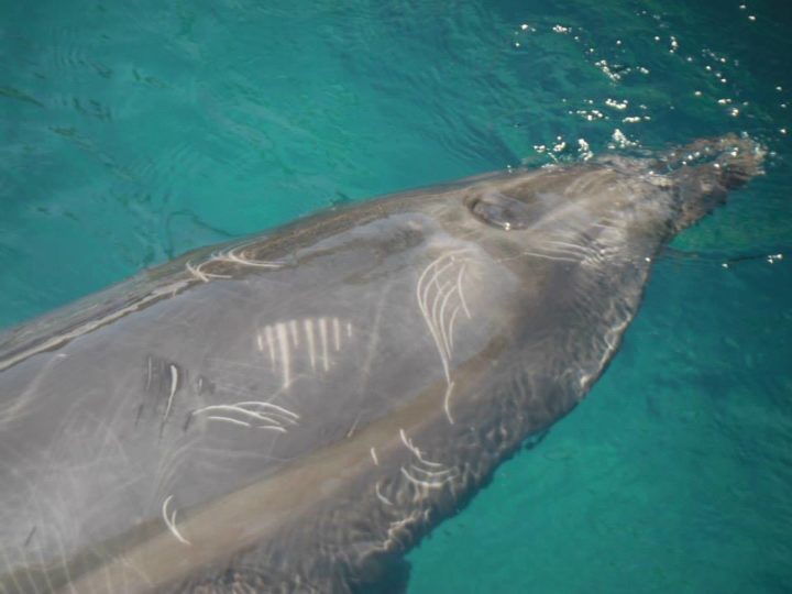 Delfin-Therapien sind schädlich für die Tiere. Dieses Tier wurde durch die Haltung verletzt.