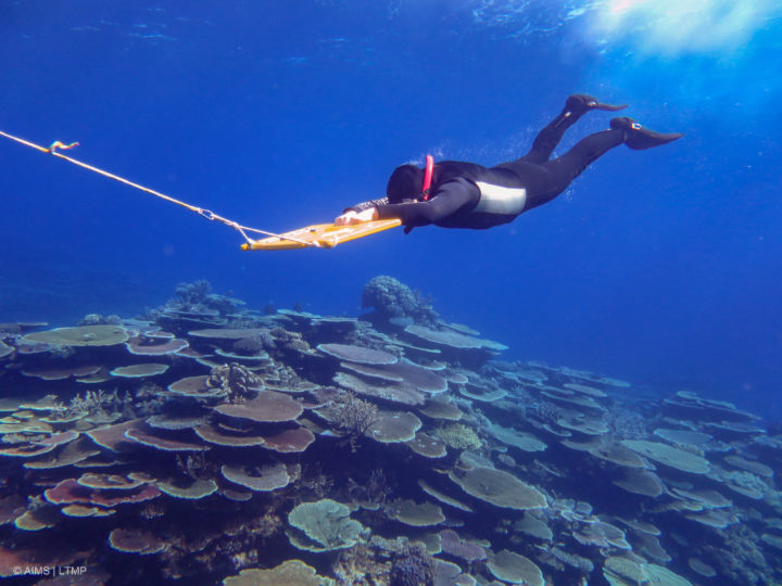 Jedes Jahr verbringt ein Team von Meereswissenschaftlern des Australian Institute of Marine Science (AIMS) mehr als 120 Tage auf See, um zwischen 80 und 130 Riffe zu vermessen. Das „Long-Term Monitoring Program“ des AIMS ist seit 36 Jahren die größte und umfangreichste Informationsquelle zum Gesundheitszustand des Great Barrier Reef. Es hilft dabei, die Langzeitentwicklung vieler Korallen zu bestimmen.
