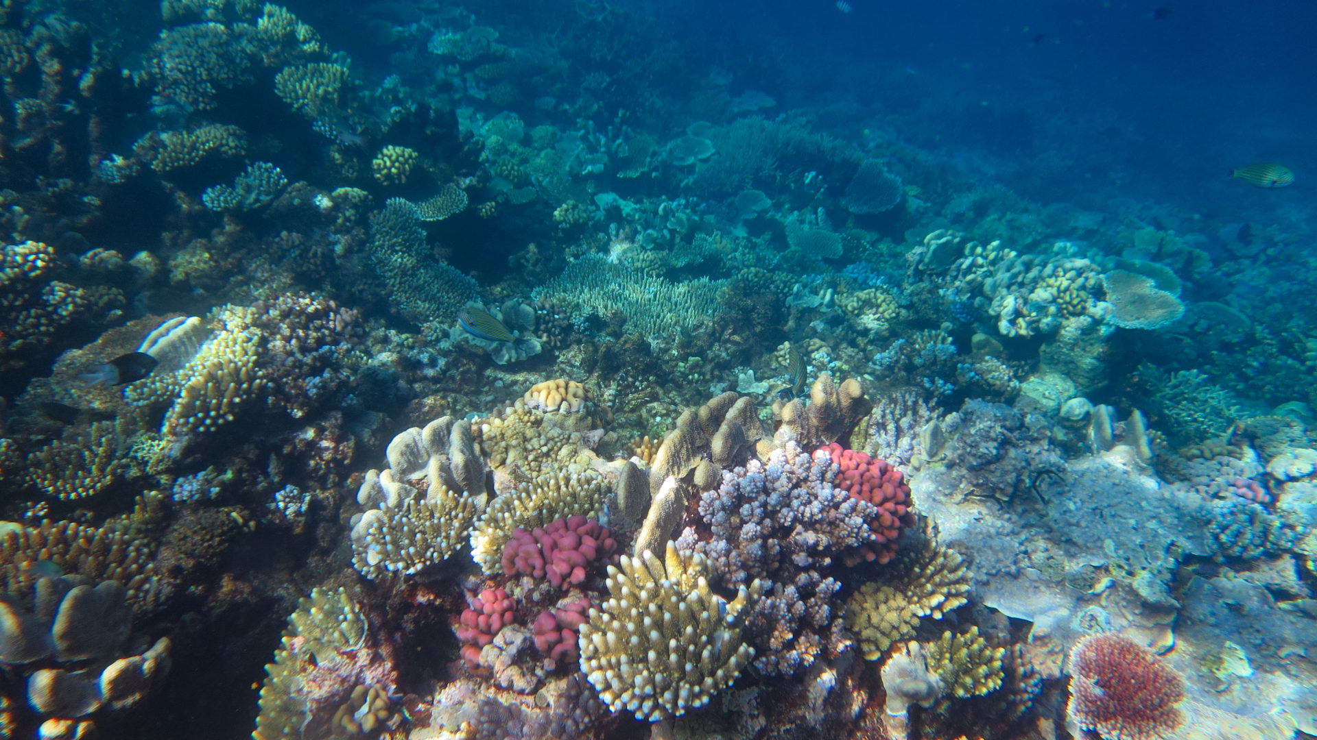 Langzeit Monitoring am Great Barrier Reef
