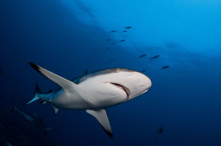 Vor der Insel Fakarava tummeln sich unzählige Haiarten im weltweit größten Schutzgebiet.