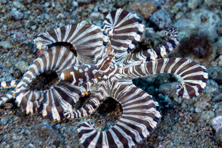 Mimic Oktopuss