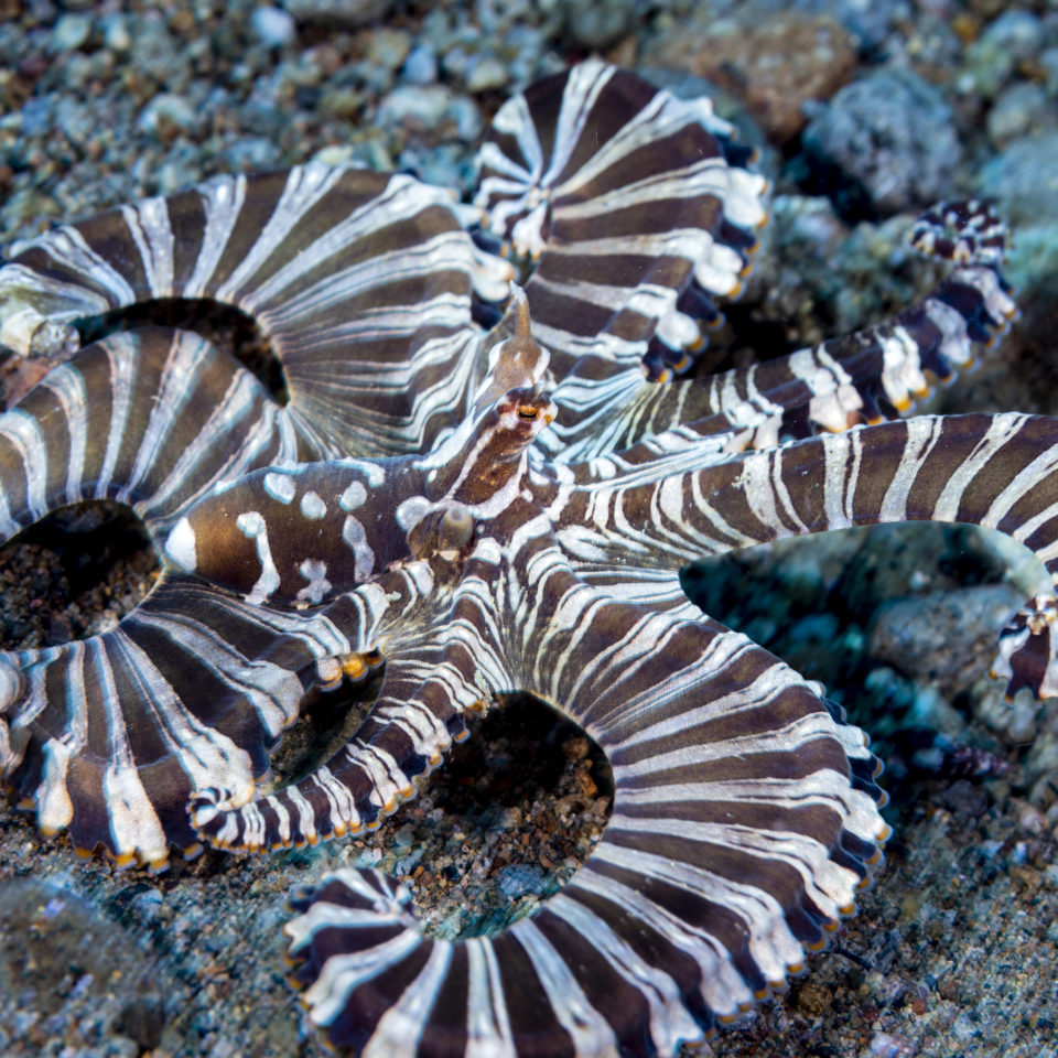 Mimic Oktopuss