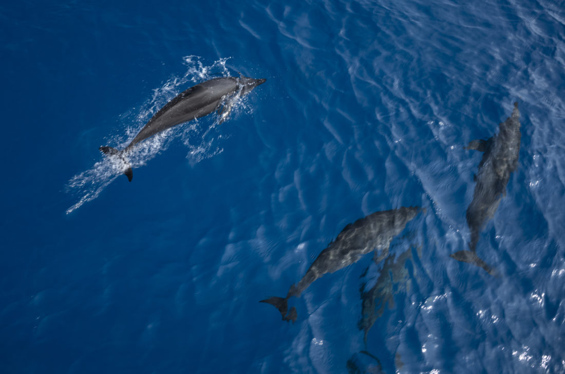 Delfine auf den Malediven