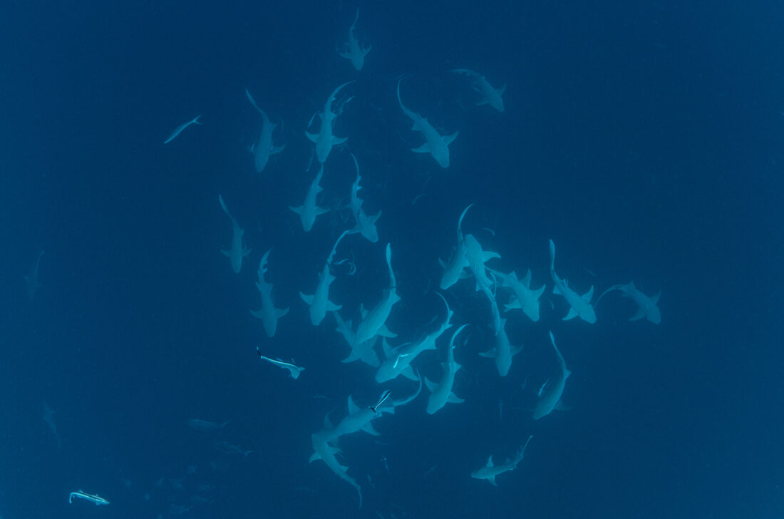 Ammenhaie Malediven