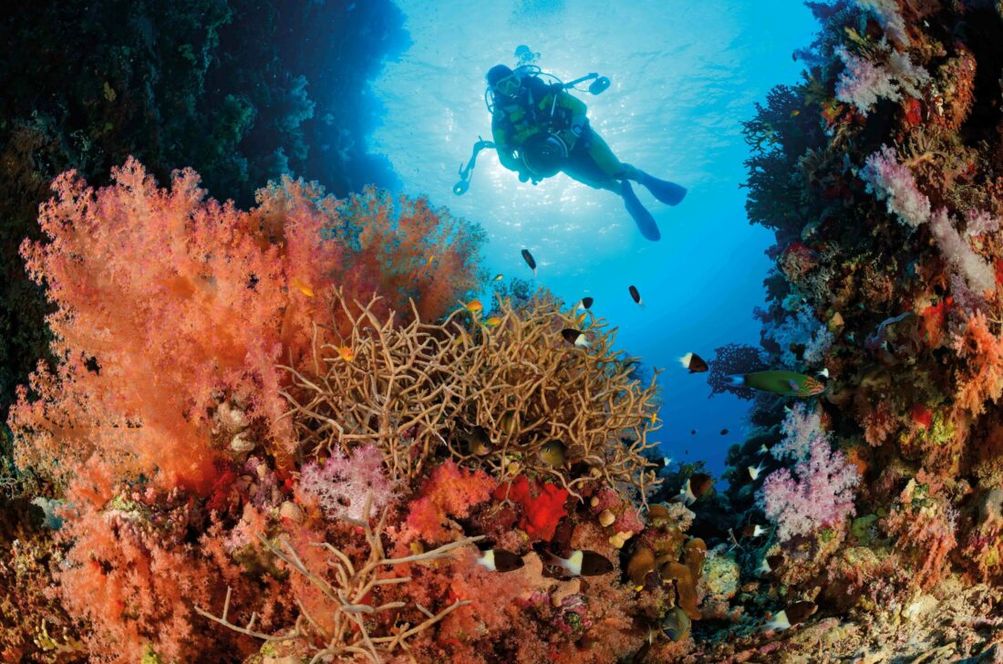 Korallenblock mit Taucher