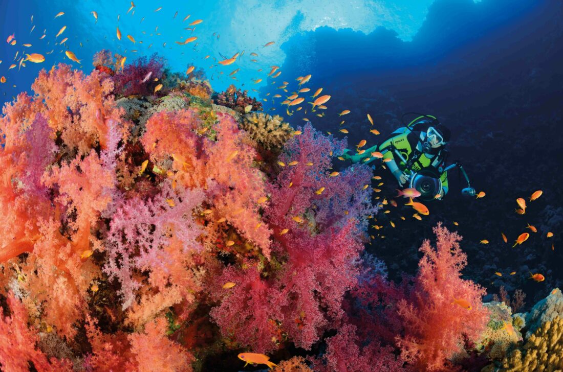 Korallenblock-Weichkoralle