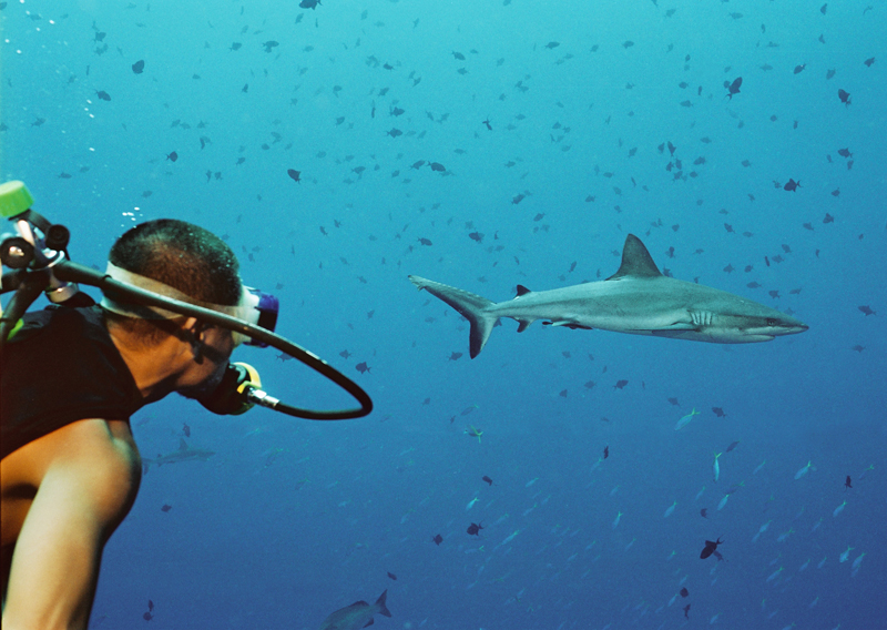 Während der "Shark Week" haben Taucher die Grauen Riffhaie genau im Blick