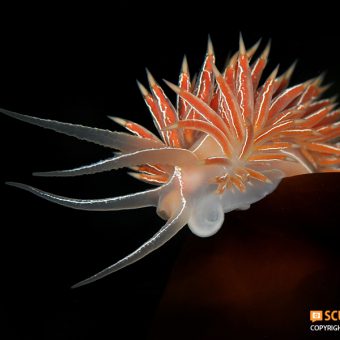 Tummelt sich vor dem Gulen Dive Resort am Hausriff:Flabellina Lineata