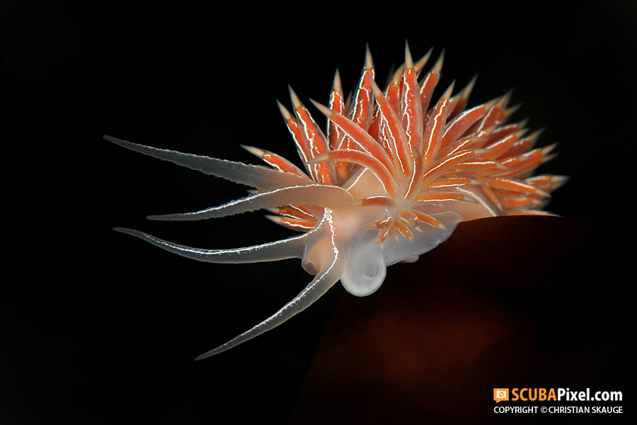 Tummelt sich vor dem Gulen Dive Resort am Hausriff:Flabellina Lineata