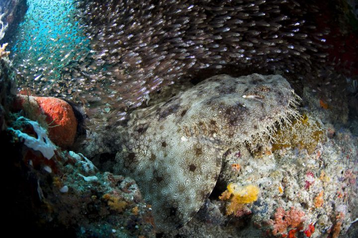 Ein Wobbegong (Fransen-Teppichhai). Foto: Stephen Wong and Takako Uno