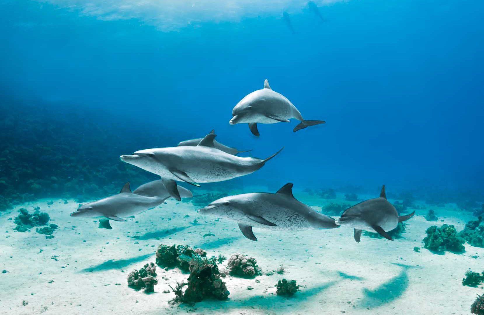 Israel: Familien, die das Dolphin Reef Eilat besuchen, garnieren ihren Urlaub mit einem besonderen Sahnehäubchen: An einem privaten Strand, der flach ins Meer verläuft, grenzt ein getrennter Bereich, in dem man mit Delphinen schnorcheln und tauchen kann. Foto: Michael Vogelsang