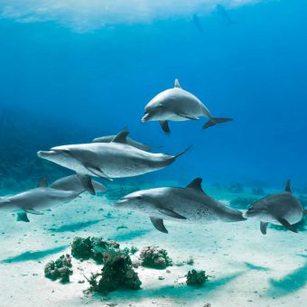 Israel: Familien, die das Dolphin Reef Eilat besuchen, garnieren ihren Urlaub mit einem besonderen Sahnehäubchen: An einem privaten Strand, der flach ins Meer verläuft, grenzt ein getrennter Bereich, in dem man mit Delphinen schnorcheln und tauchen kann. Foto: Michael Vogelsang