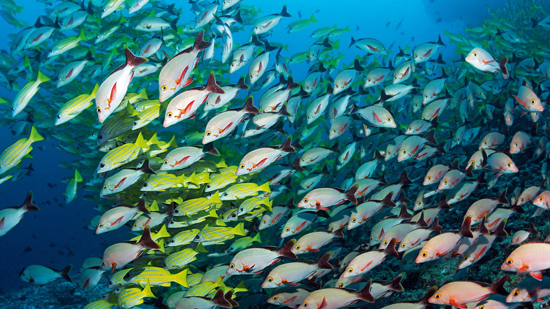 Eine Wand aus Buckelkopf- und Blaustreifenschnapper stellt sich den Tauchern am Spot Fishhead entgegen. Foto: Paul Munzinger