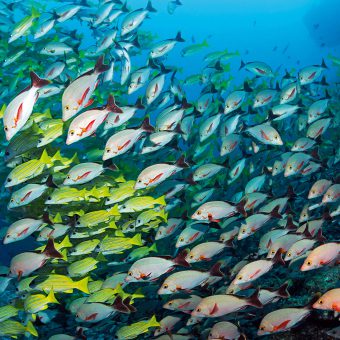Eine Wand aus Buckelkopf- und Blaustreifenschnapper stellt sich den Tauchern am Spot Fishhead entgegen. Foto: Paul Munzinger