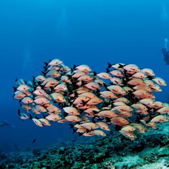 Generell gilt: Je mehr Strömung, desto mehr Fische sieht man. Foto: Imran Ahmad