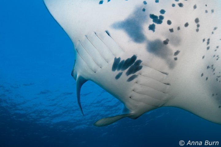 Ein Traum geht in Erfüllung: Ein Manta segelt vorbei.