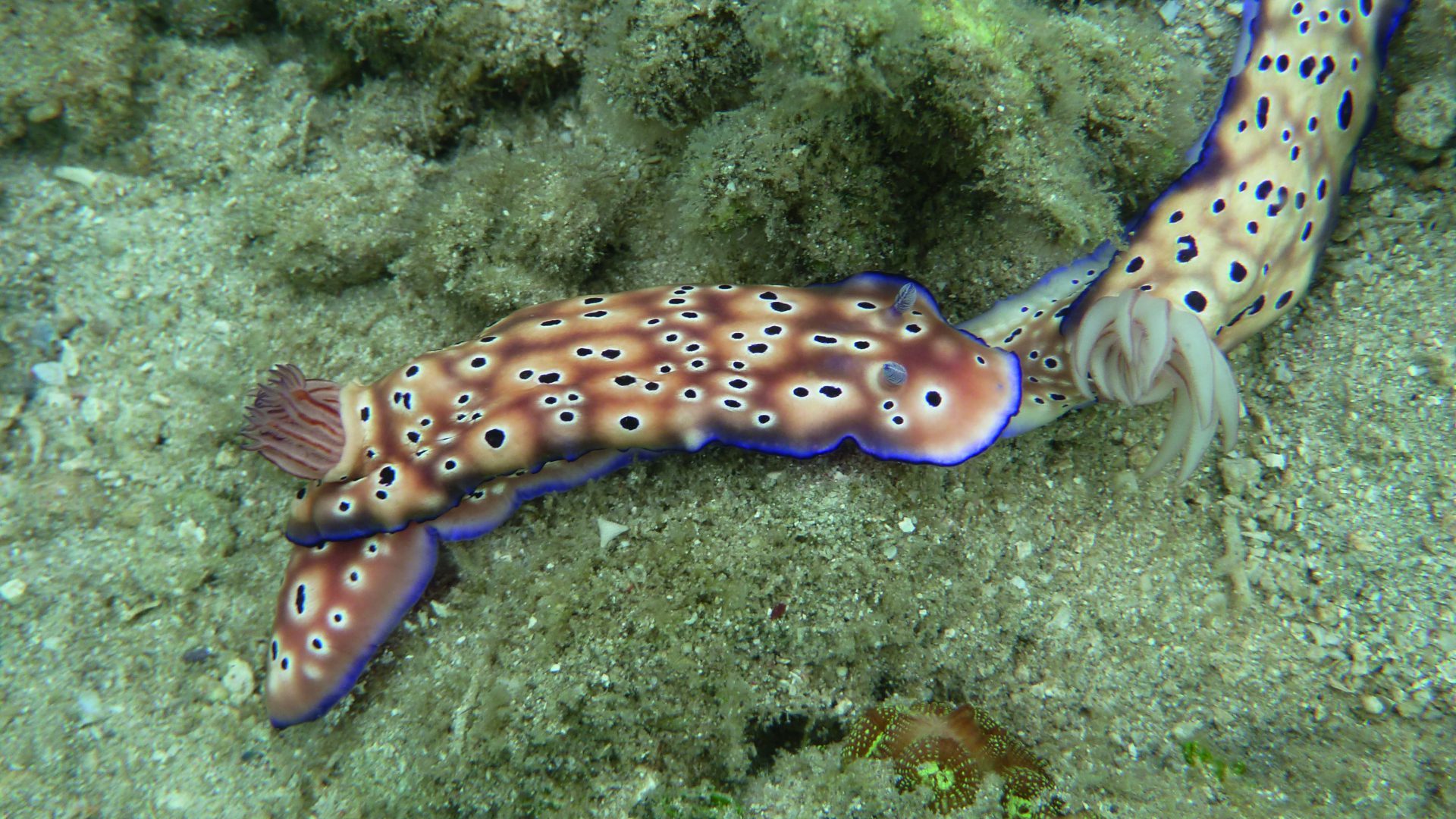 Nacktschnecke vor Lombok