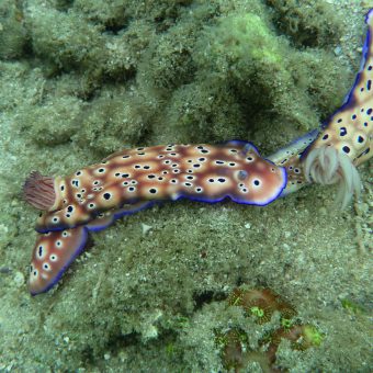 Nacktschnecke vor Lombok