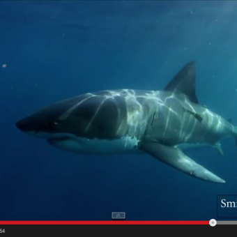 Gibt es einen Super-Raubfisch wie den Megalodon, der selbst Weisse Haie zum Frühstück verspeist?